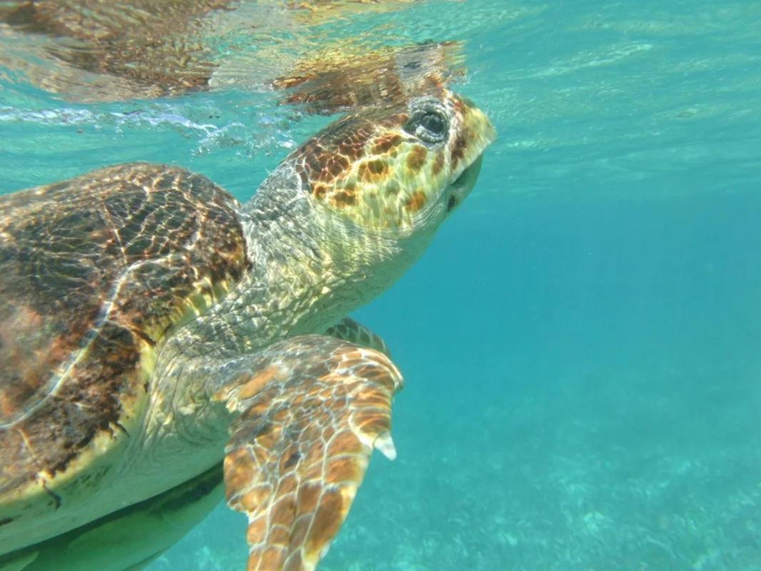 Tropical Paradise Express Caye Caulker Eksteriør billede